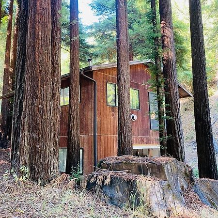 Little House In The Redwoods With A Hot Tub! Apartamento Garberville Exterior foto