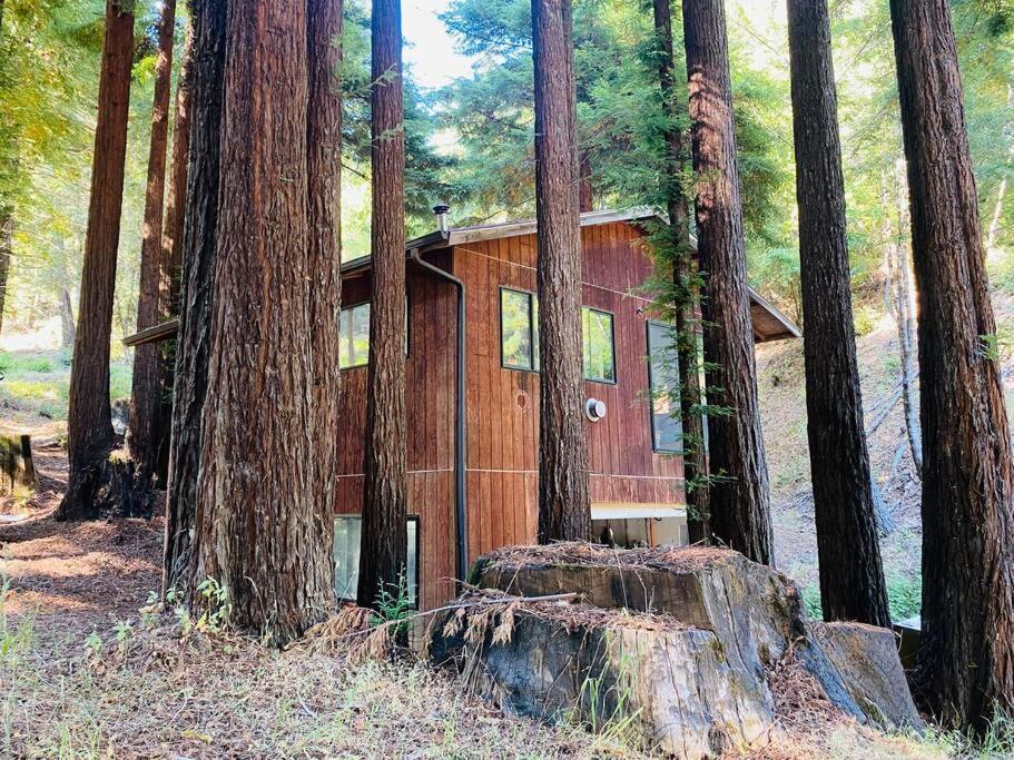 Little House In The Redwoods With A Hot Tub! Apartamento Garberville Exterior foto